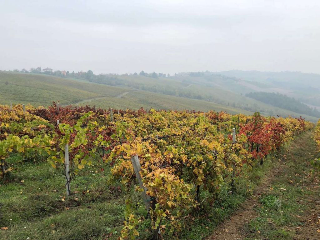viajes alkasa vino organico padroggi italia